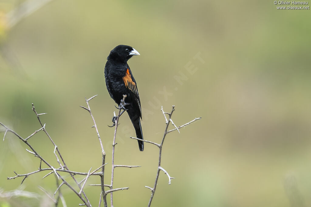Euplecte à épaules orangées mâle adulte nuptial, identification