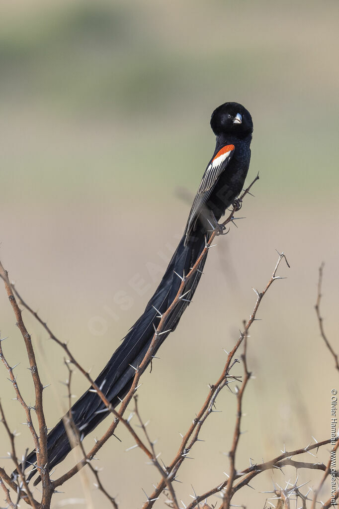 Long-tailed Widowbird male adult breeding, identification