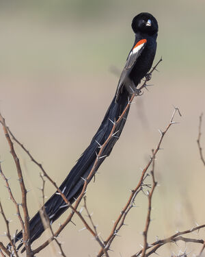 Euplecte à longue queue