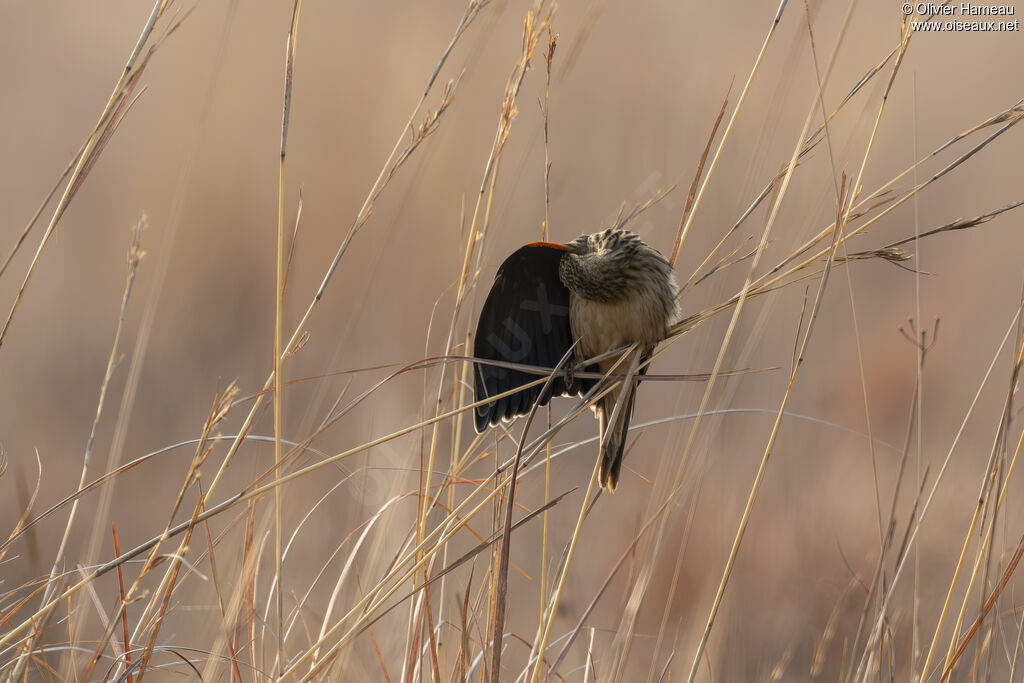 Euplecte à longue queue, habitat, soins