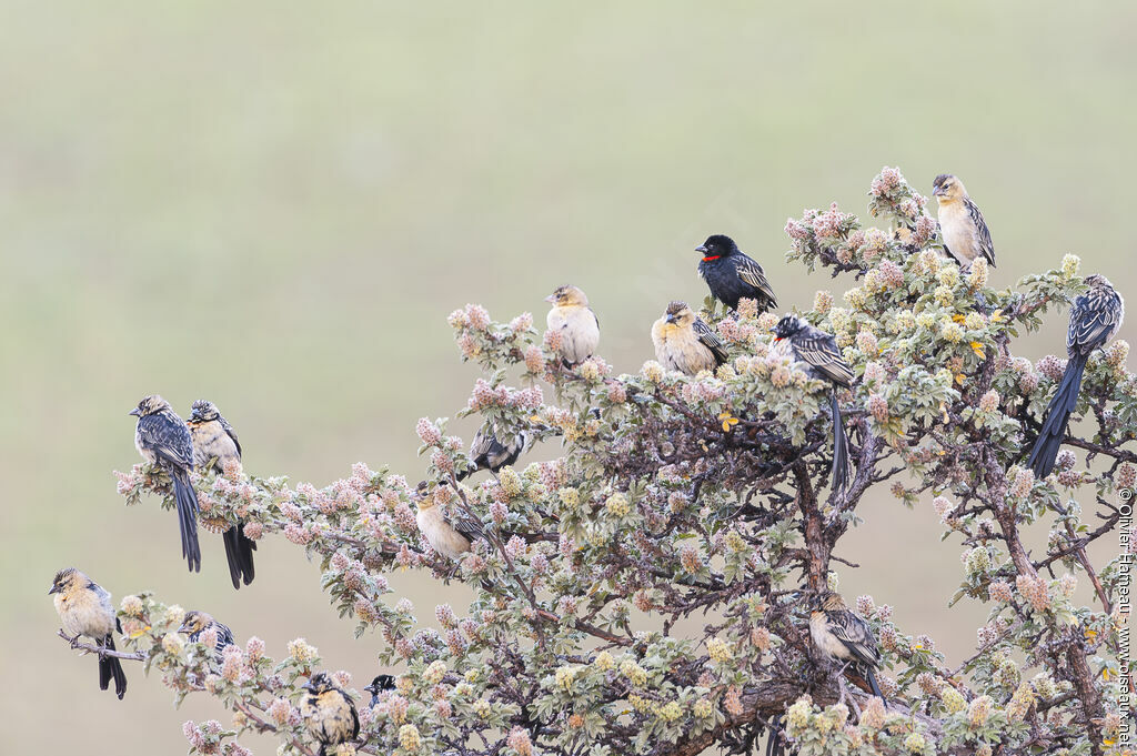 Red-collared Widowbird