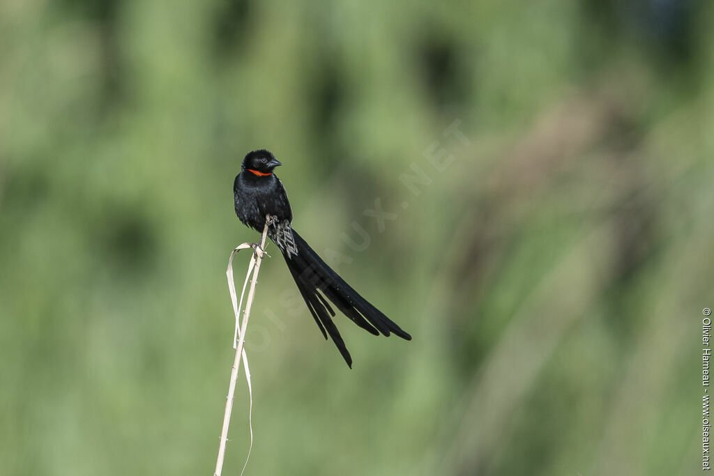 Red-collared Widowbird male adult breeding, identification
