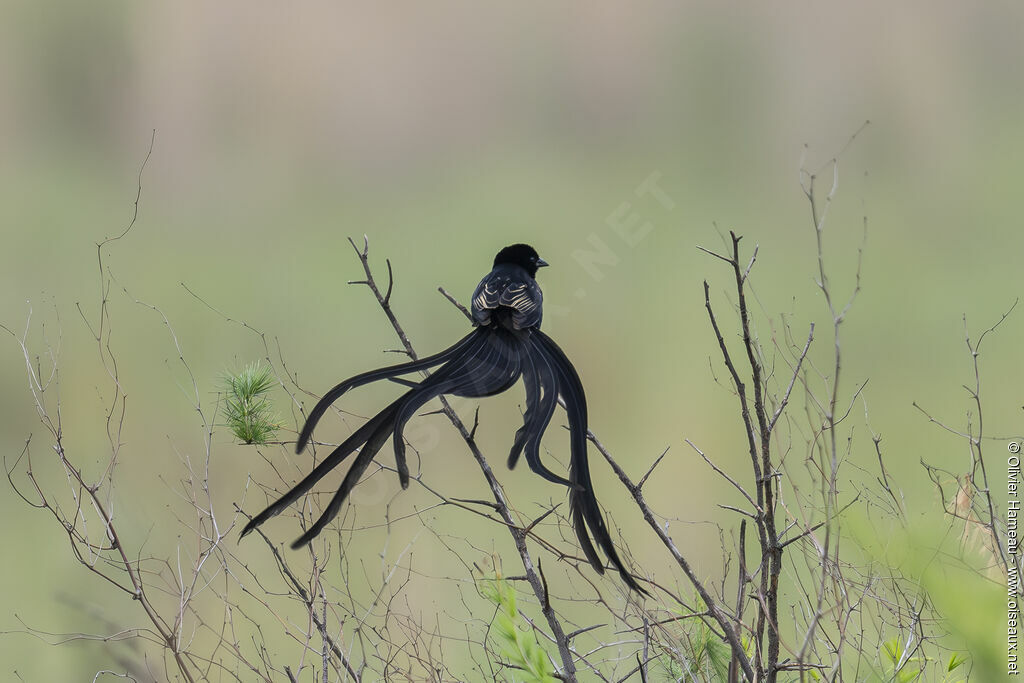 Red-collared Widowbird male adult breeding, habitat