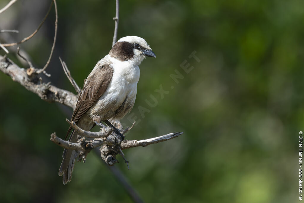 Southern White-crowned Shrikeadult, identification