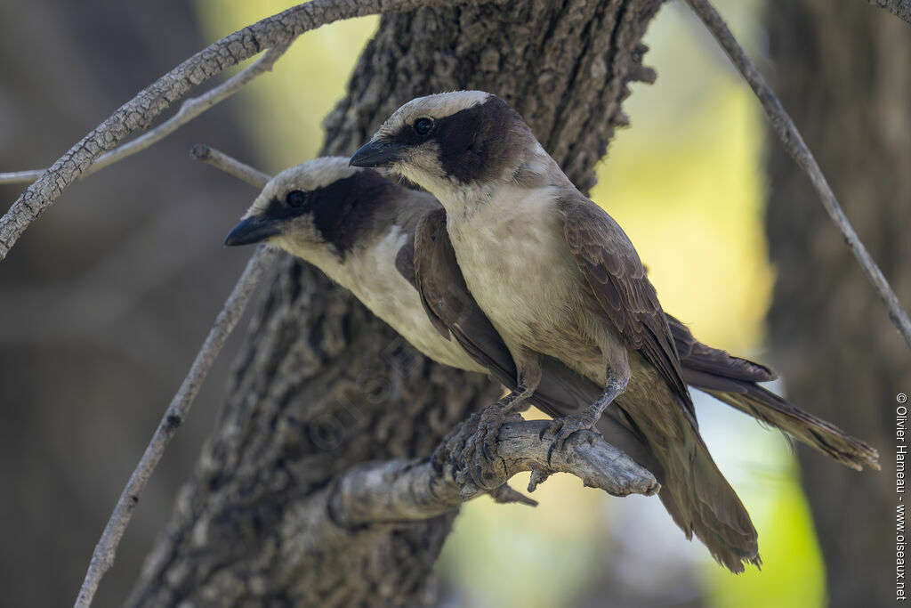 Southern White-crowned Shrikeadult