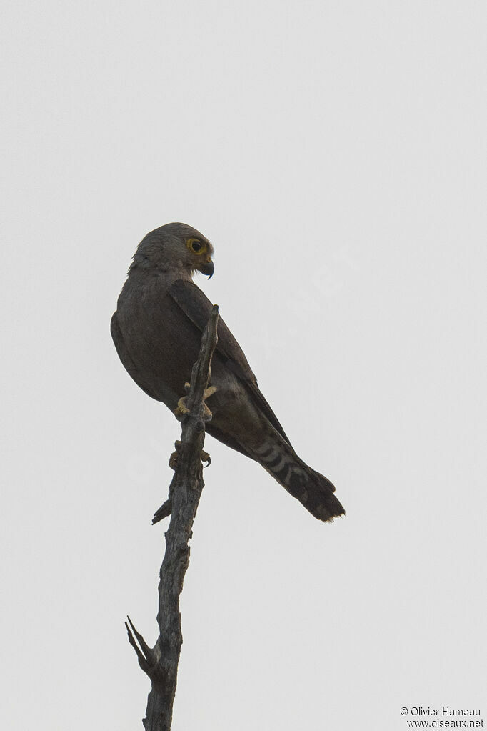 Dickinson's Kestreladult, identification