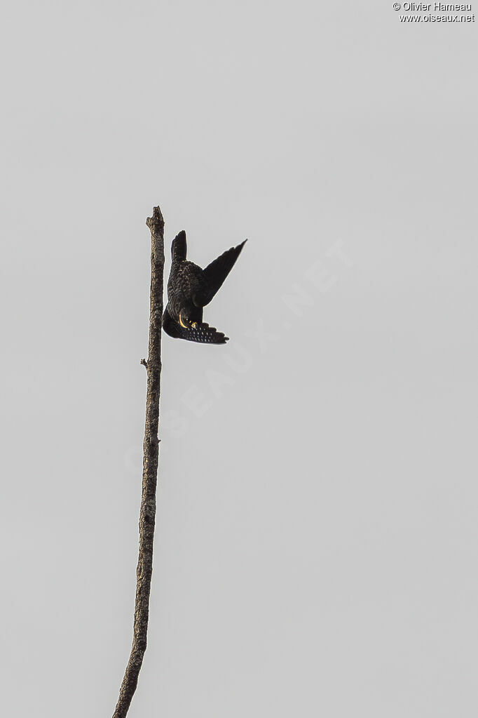 Faucon des chauves-souris