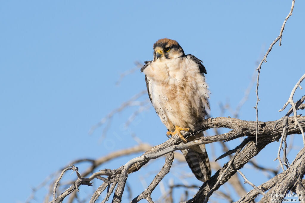 Lanner Falconadult, identification