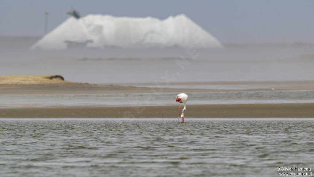 Flamant roseadulte, habitat, mange