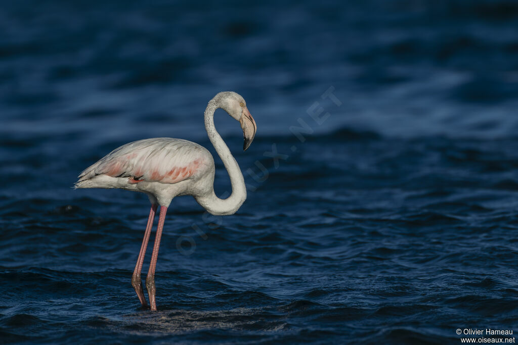 Greater Flamingoadult, identification