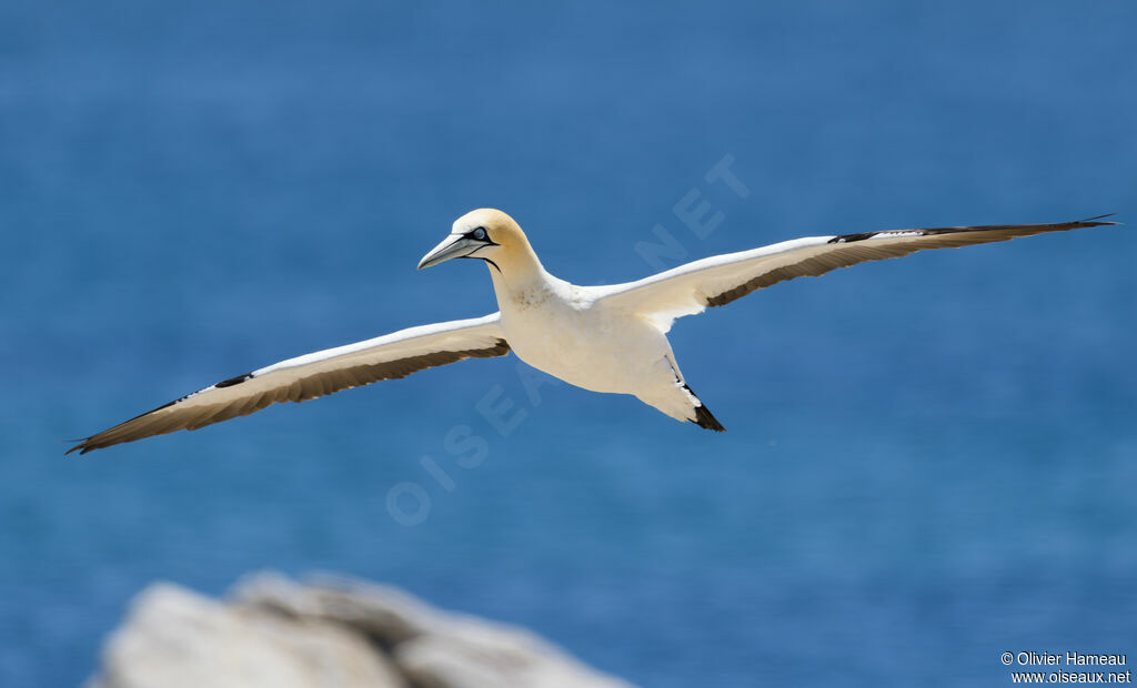 Cape Gannetadult, Flight