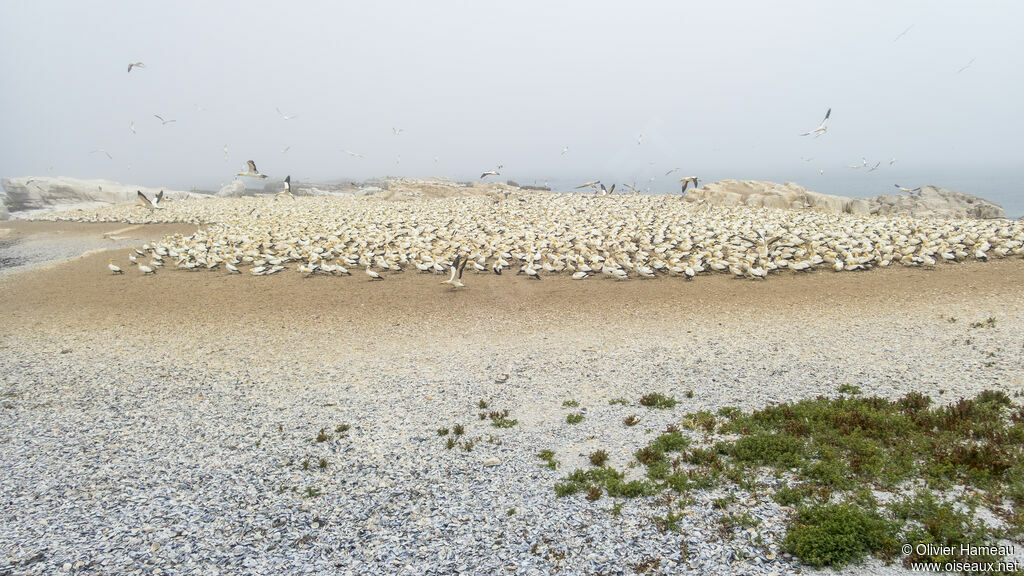 Fou du Capadulte, habitat