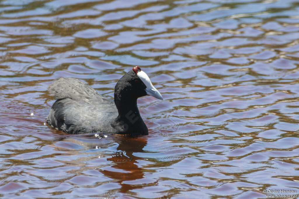 Red-knobbed Cootadult, identification, swimming