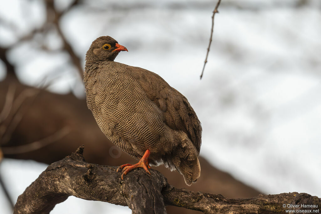 Francolin à bec rougeadulte, identification