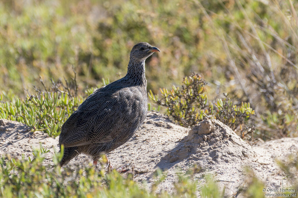 Francolin criardadulte, identification