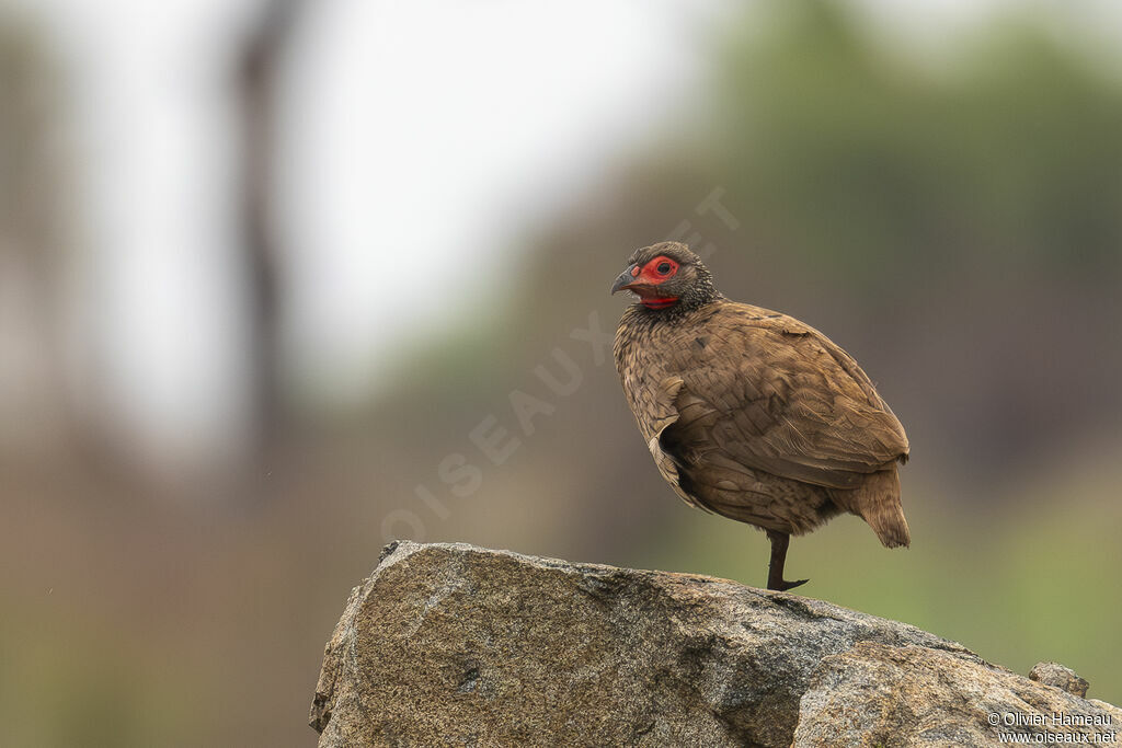 Francolin de Swainsonadulte, identification