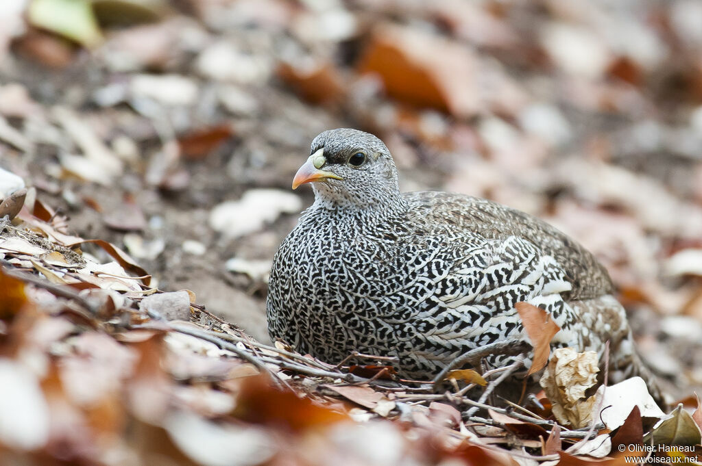 Francolin du Nataladulte, habitat