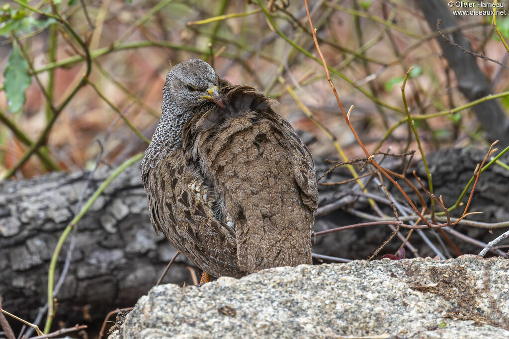 Francolin du Natal, identification, soins