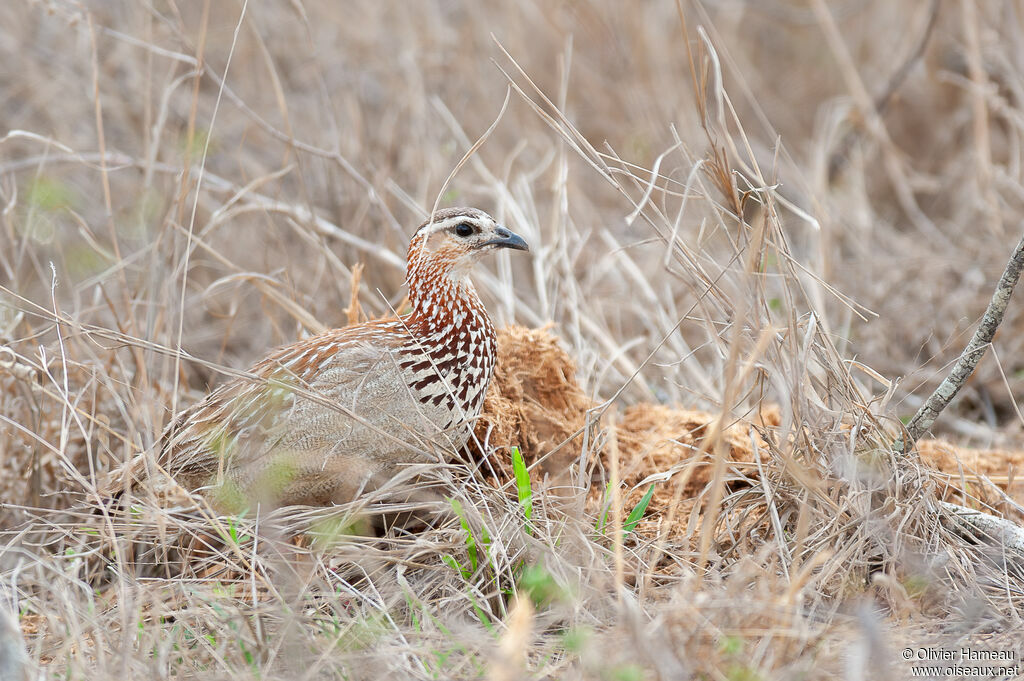 Francolin huppéadulte, habitat
