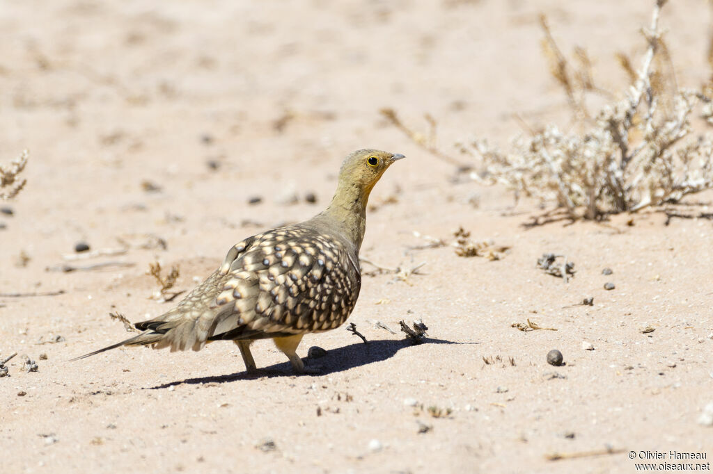 Ganga namaqua mâle adulte, identification, marche