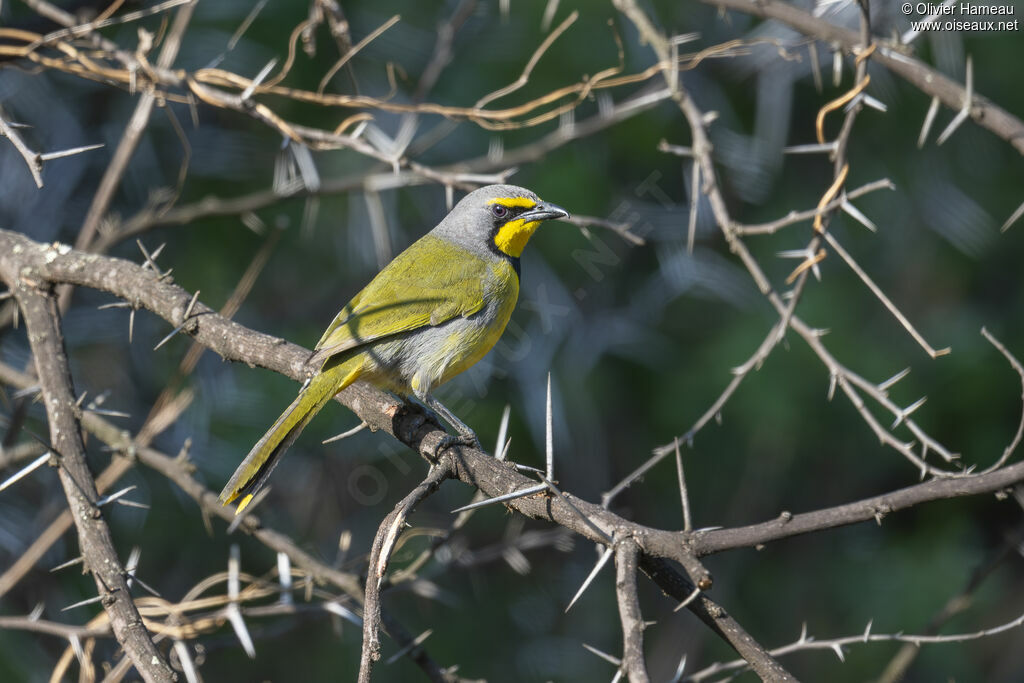 Gladiateur bacbakiri - Gonolek bacbakiri<br />adulte, identification