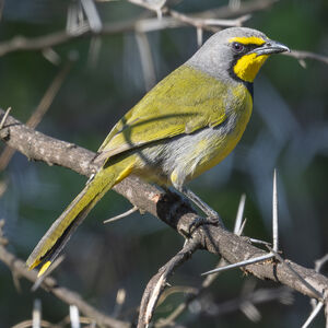 Gladiateur bacbakiri