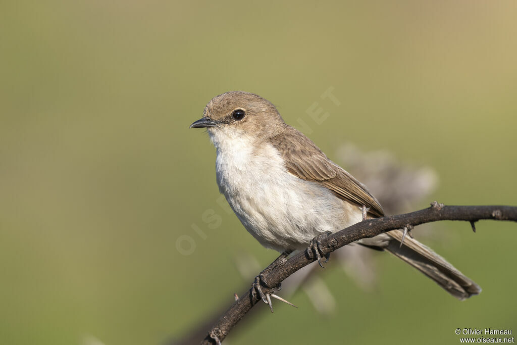 Gobemouche du Maricoadulte, identification