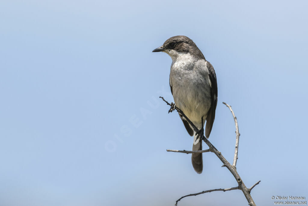 Gobemouche fiscal femelle adulte, identification