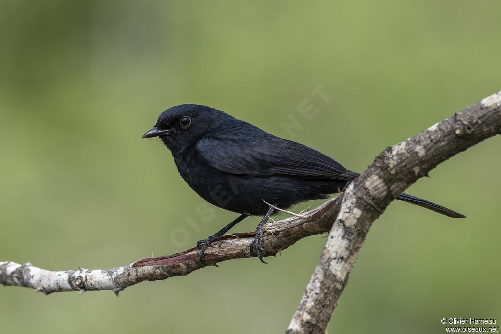 Gobemouche sud-africainadulte, identification