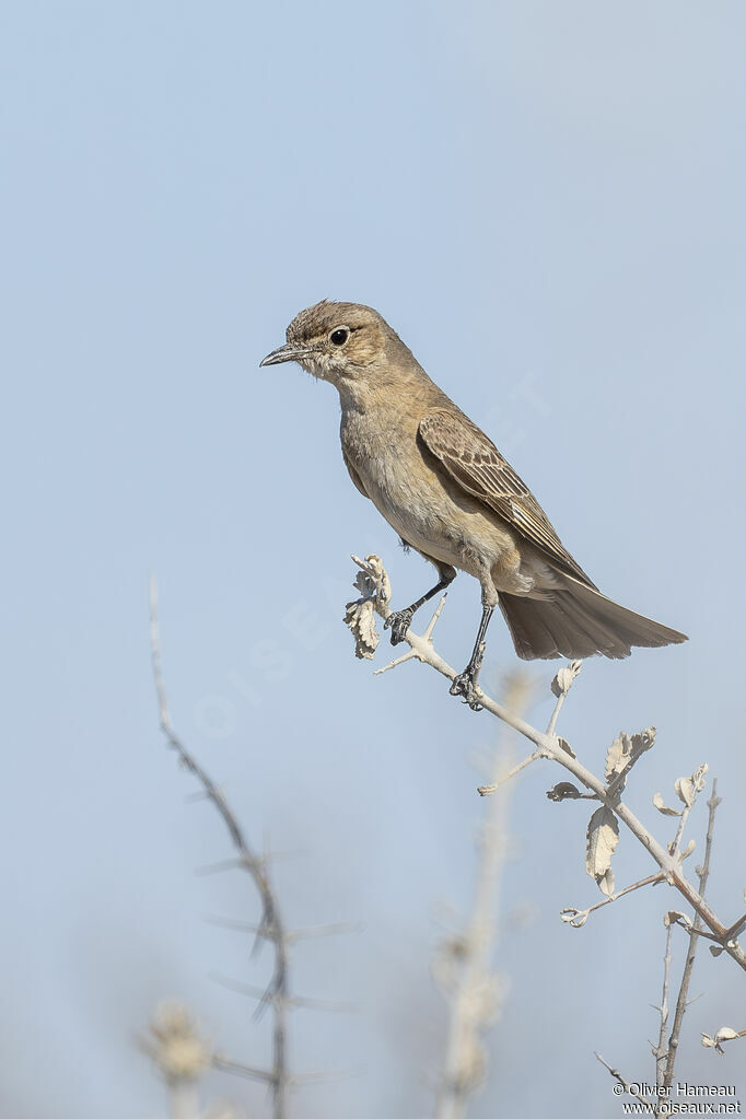 Gobemouche traquetadulte, identification