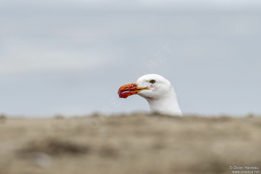 Goéland dominicainadulte