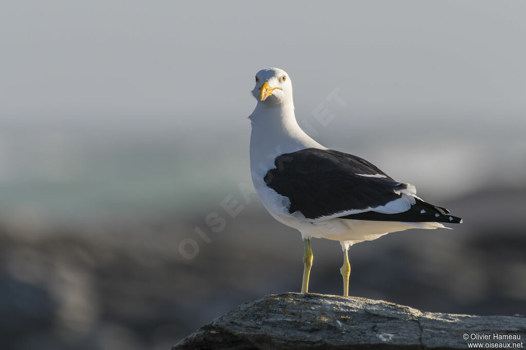 Goéland dominicainadulte, identification
