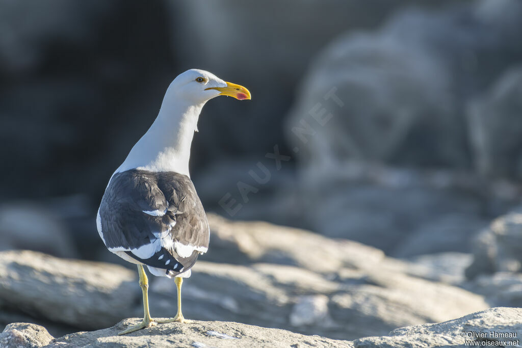 Goéland dominicainadulte, identification