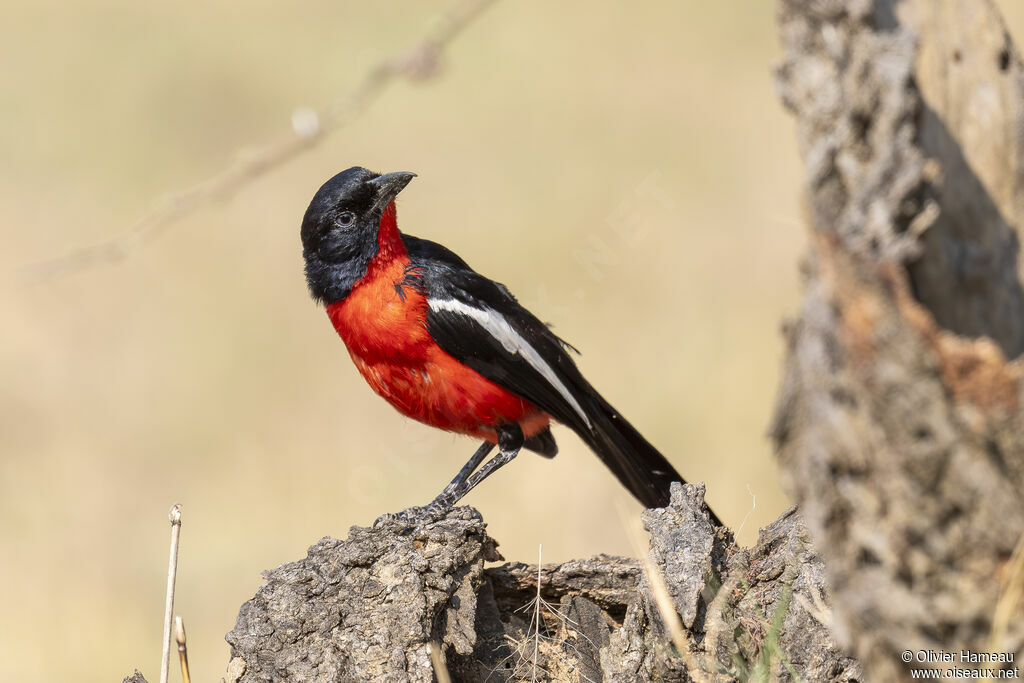 Gonolek rouge et noiradulte, identification