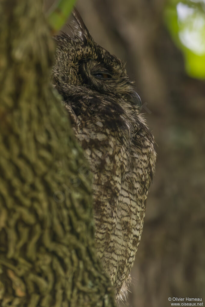 Spotted Eagle-Owladult, identification