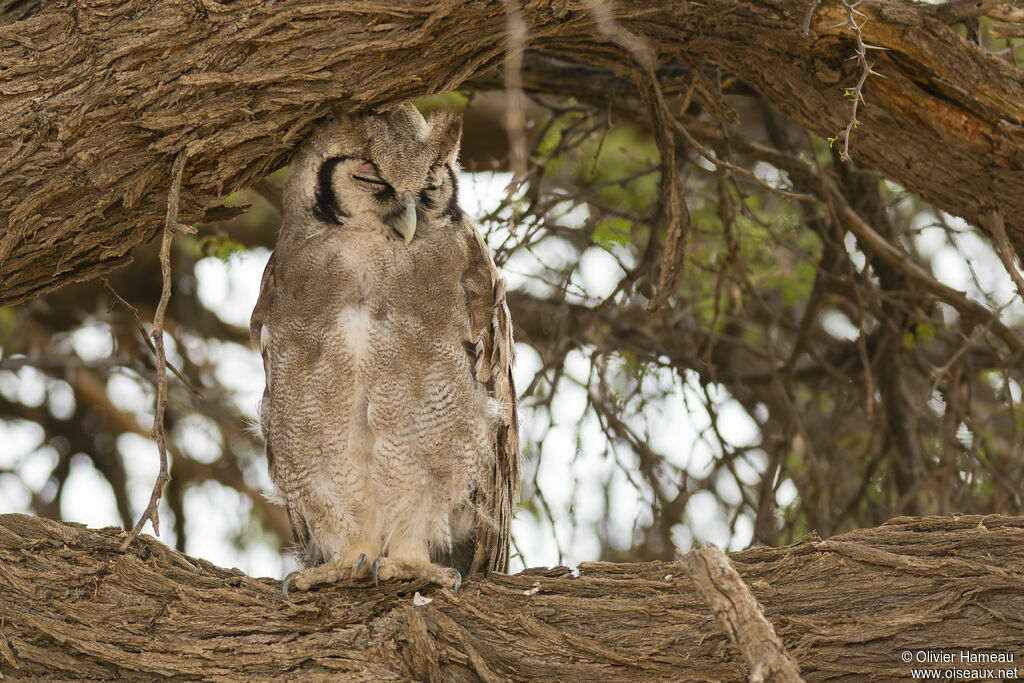 Grand-duc de Verreauxadulte, identification