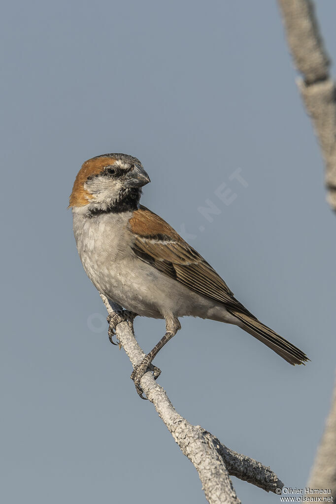 Grand Moineau mâle adulte, identification