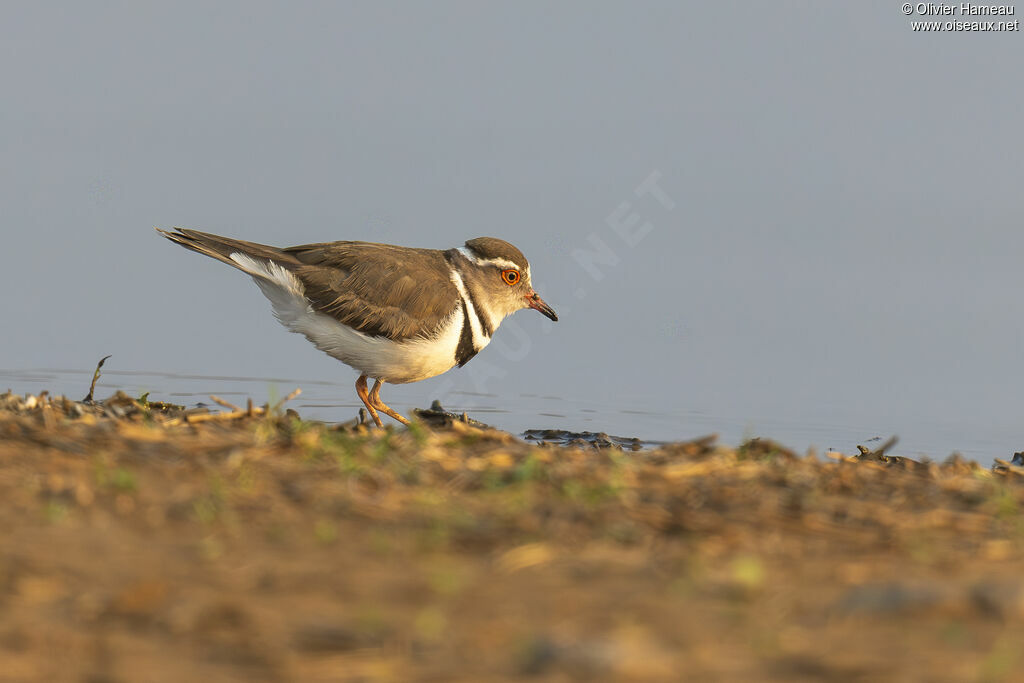 Gravelot à triple collier - Pluvier à triple collier<br />, identification, marche