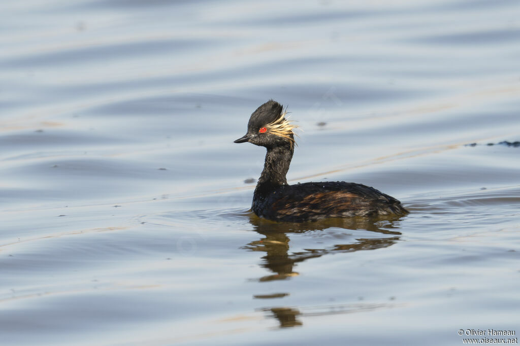 Grèbe à cou noiradulte nuptial, identification