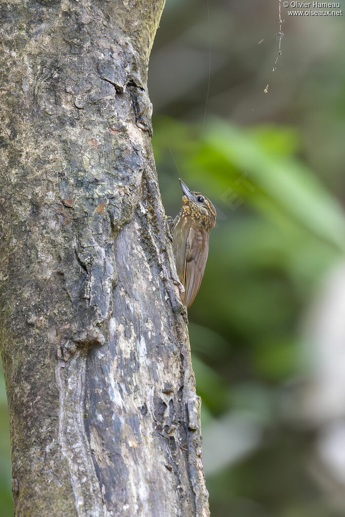 Wedge-billed Woodcreeper
