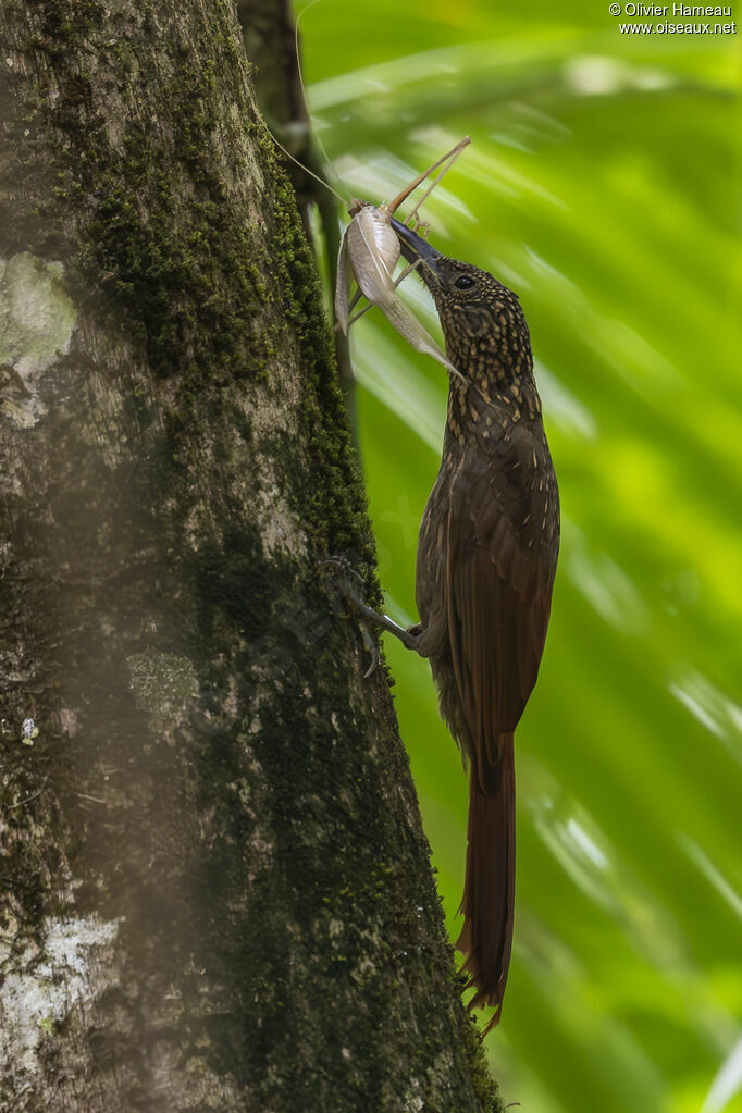 Chestnut-rumped Woodcreeper