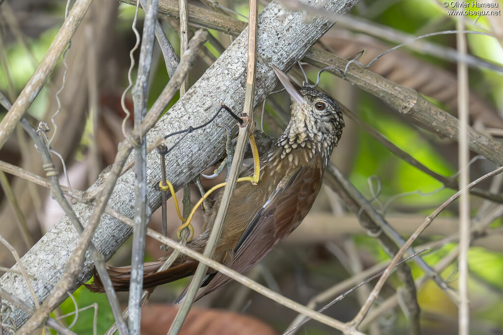 Straight-billed Woodcreeper