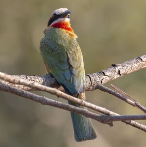 Guêpier à front blanc