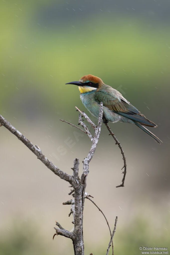Guêpier d'Europeimmature, identification