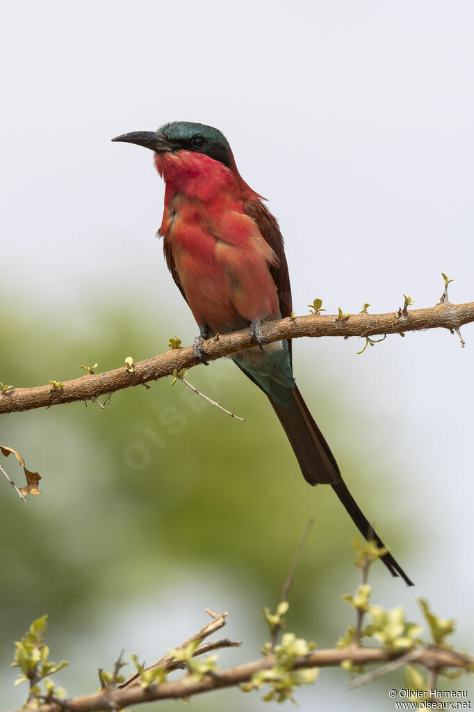 Guêpier écarlateadulte, identification