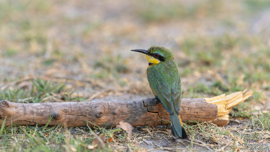 Guêpier nainadulte, identification