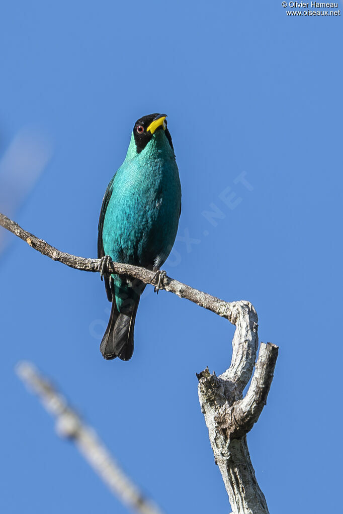 Guit-guit émeraude - Tangara émeraude<br />