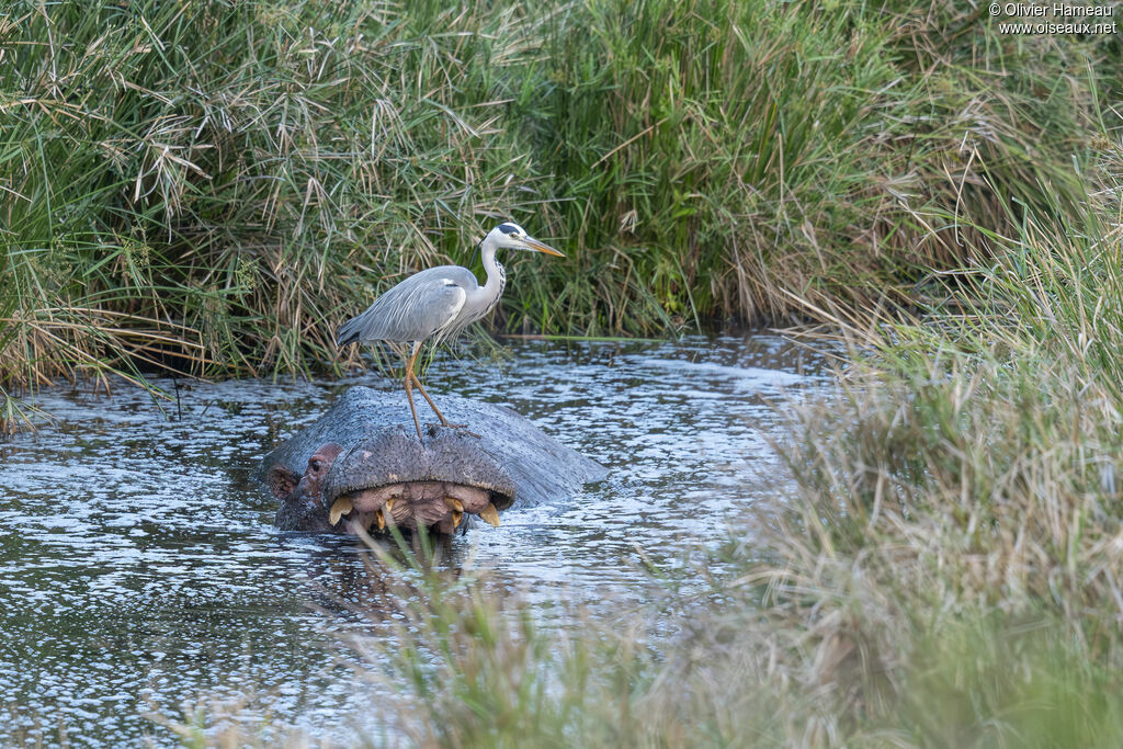 Héron cendré, habitat