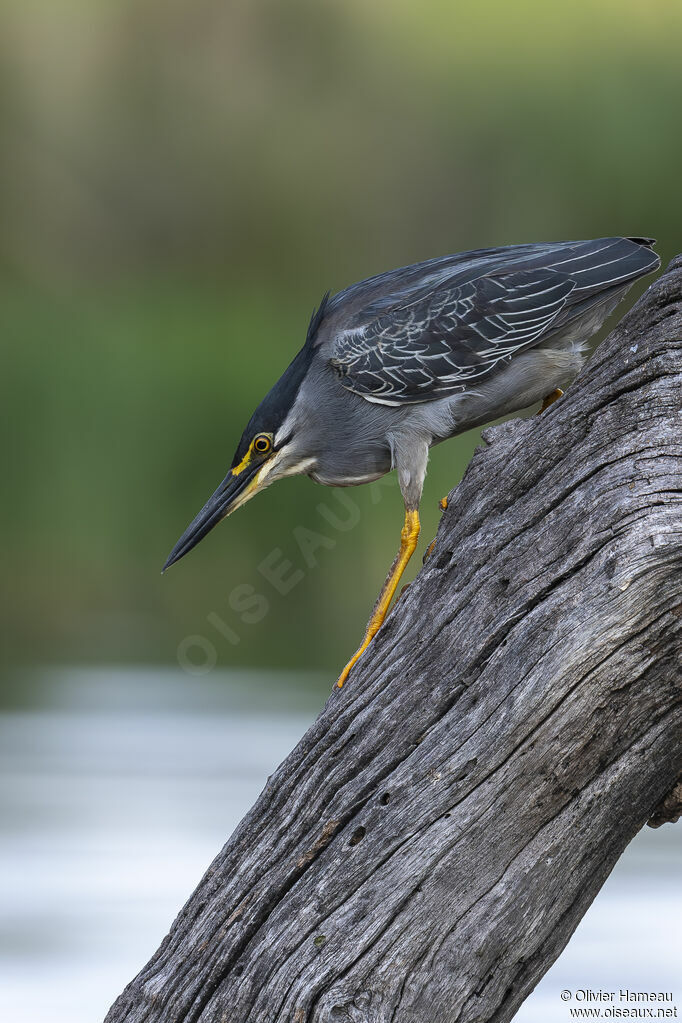 Héron des mangrovesadulte, habitat
