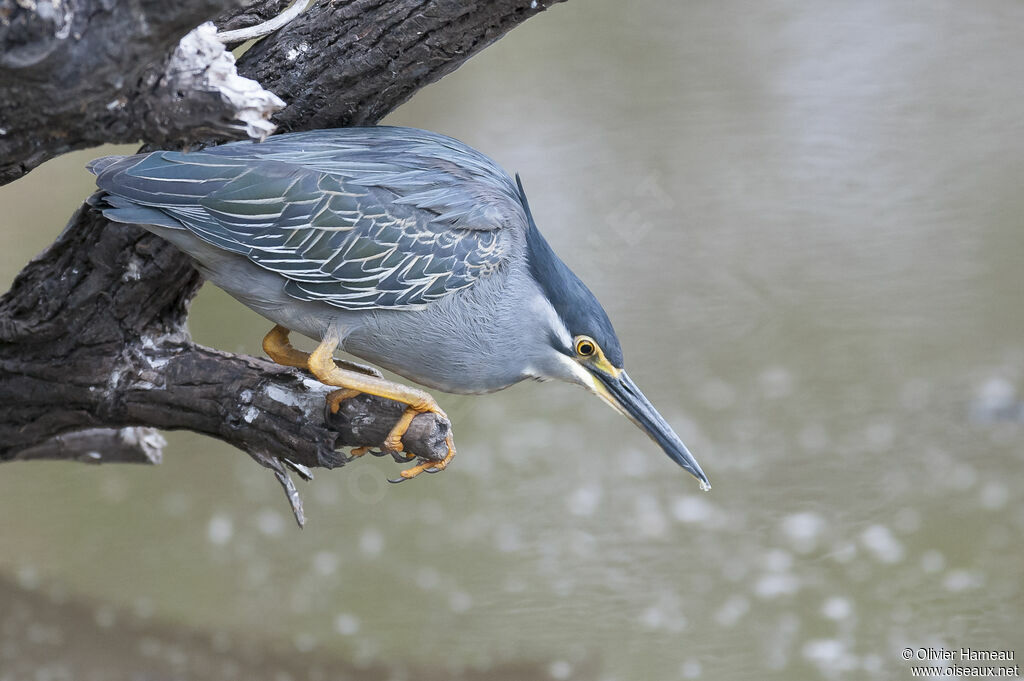 Héron des mangrovesadulte, pêche/chasse